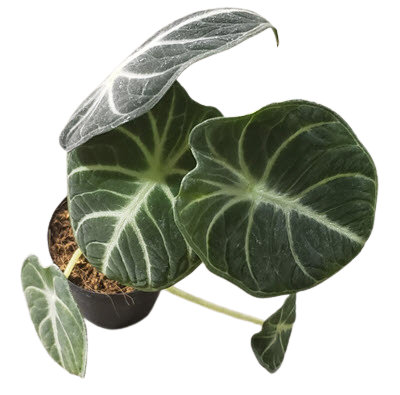 2" Alocasia Ninja